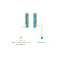 Yellow gold descriptive image of decemeber birthstone turquoise hoop earrings